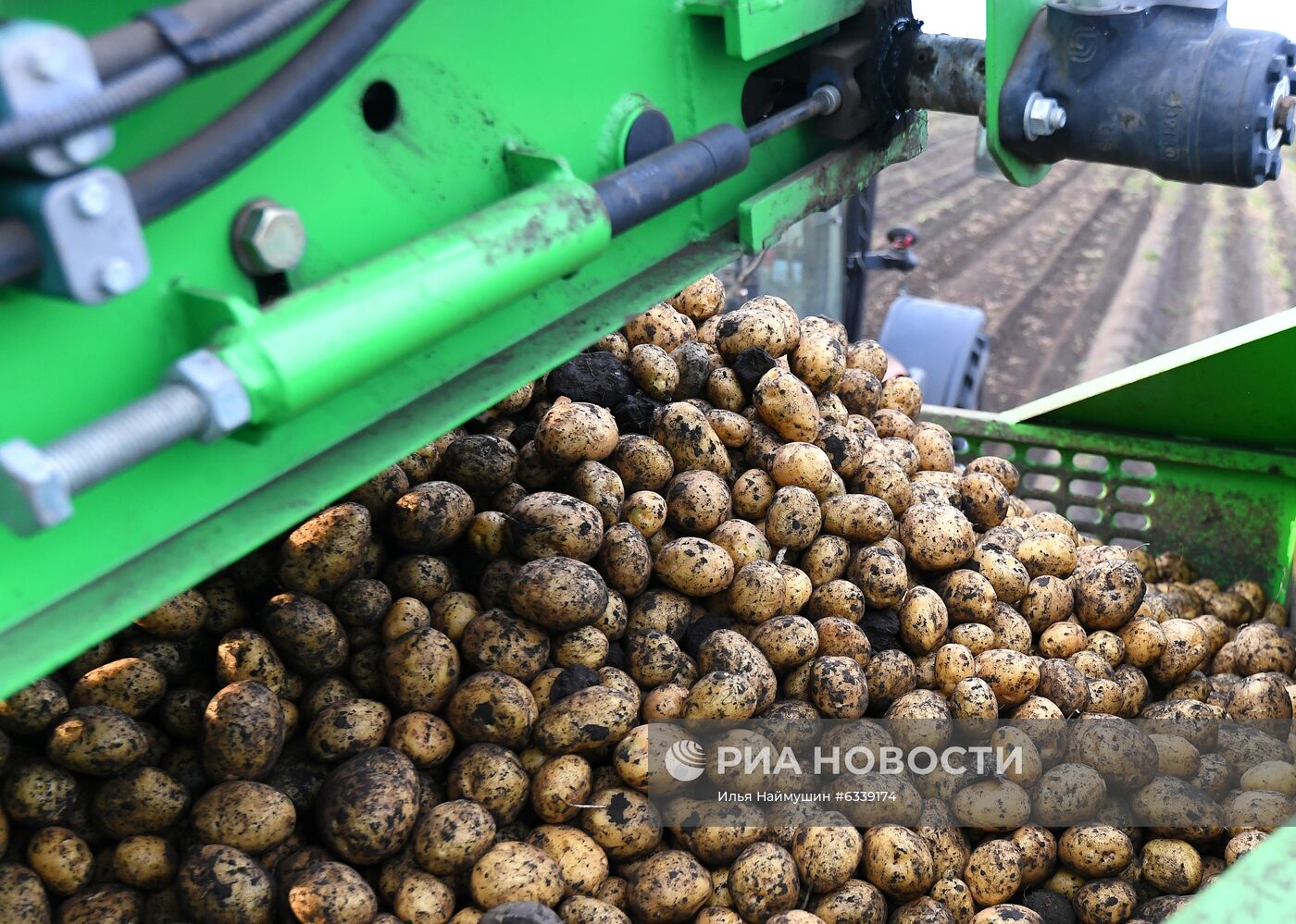 Уборка картофеля в Красноярском крае
