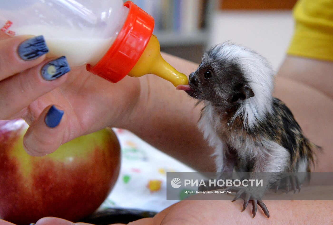 Родившиеся в этом году обитатели зоопарка "Роев ручей" в Красноярске