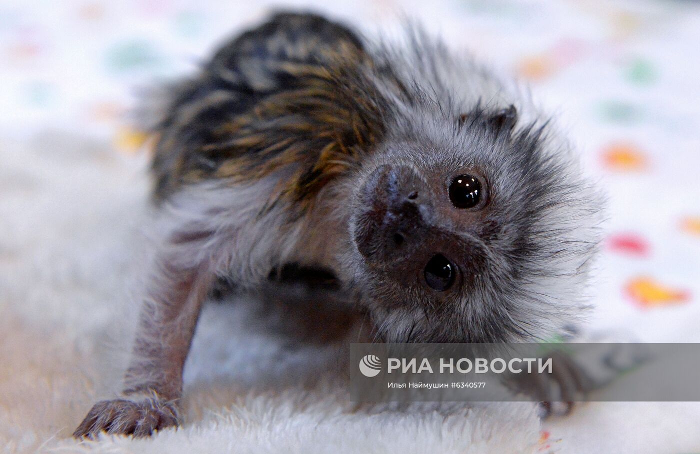 Родившиеся в этом году обитатели зоопарка "Роев ручей" в Красноярске
