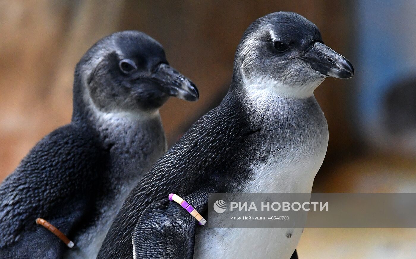Родившиеся в этом году обитатели зоопарка "Роев ручей" в Красноярске