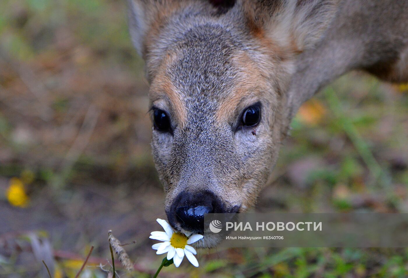 Родившиеся в этом году обитатели зоопарка "Роев ручей" в Красноярске