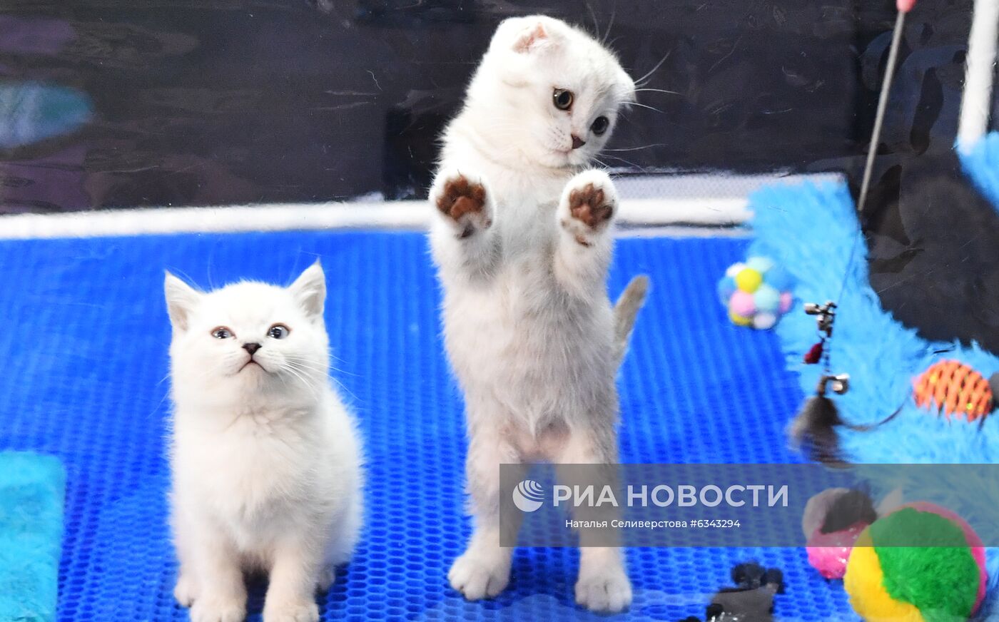 Выставка котят "КоШарики Шоу"