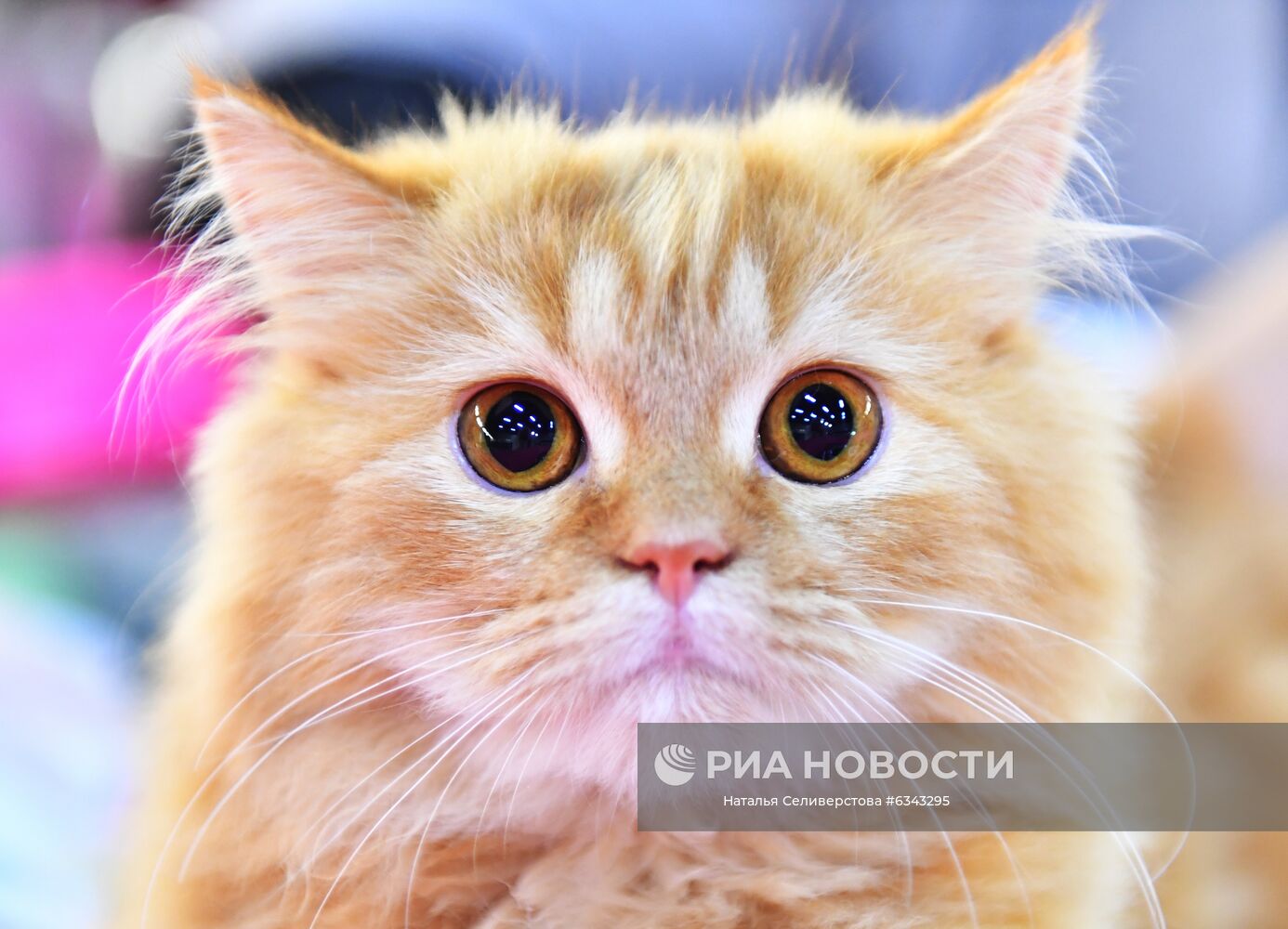 Выставка котят "КоШарики Шоу"