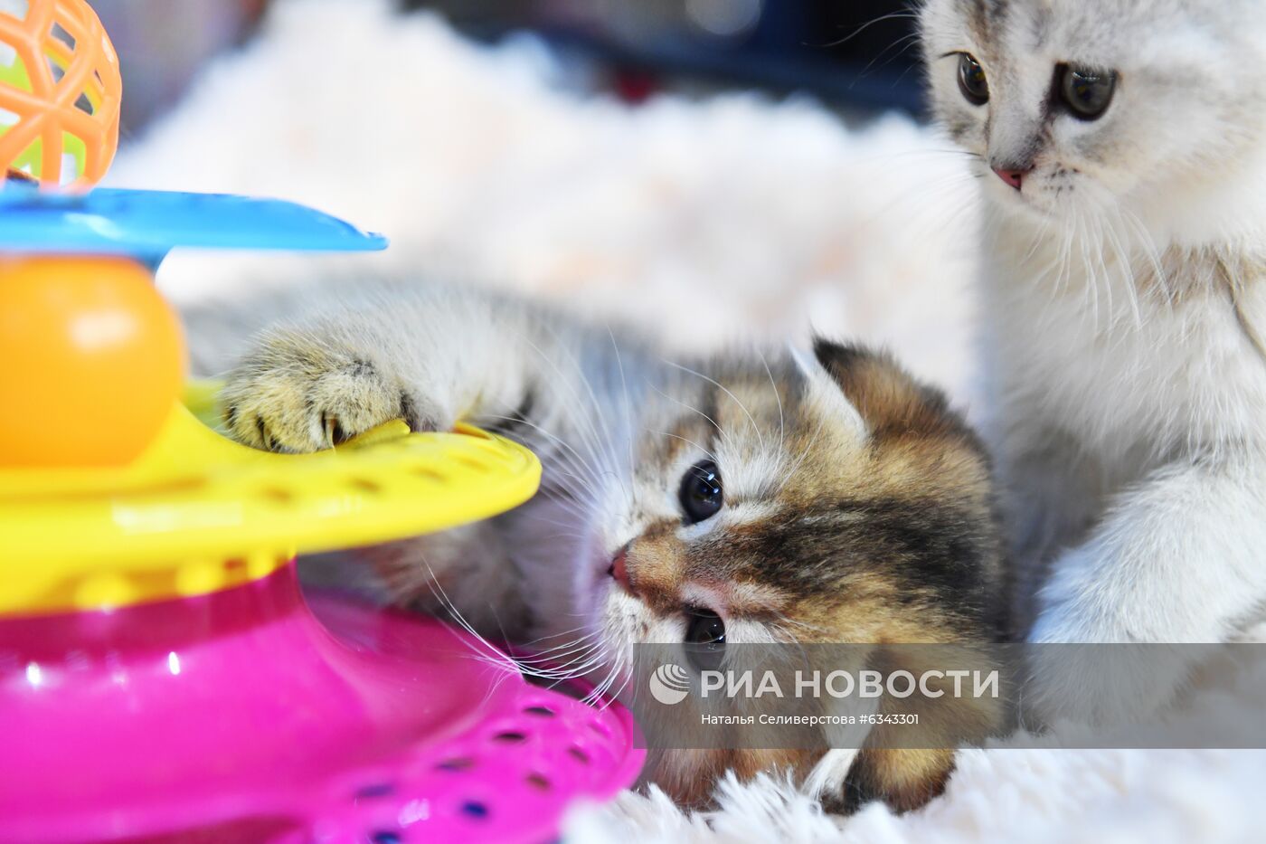 Выставка котят "КоШарики Шоу"