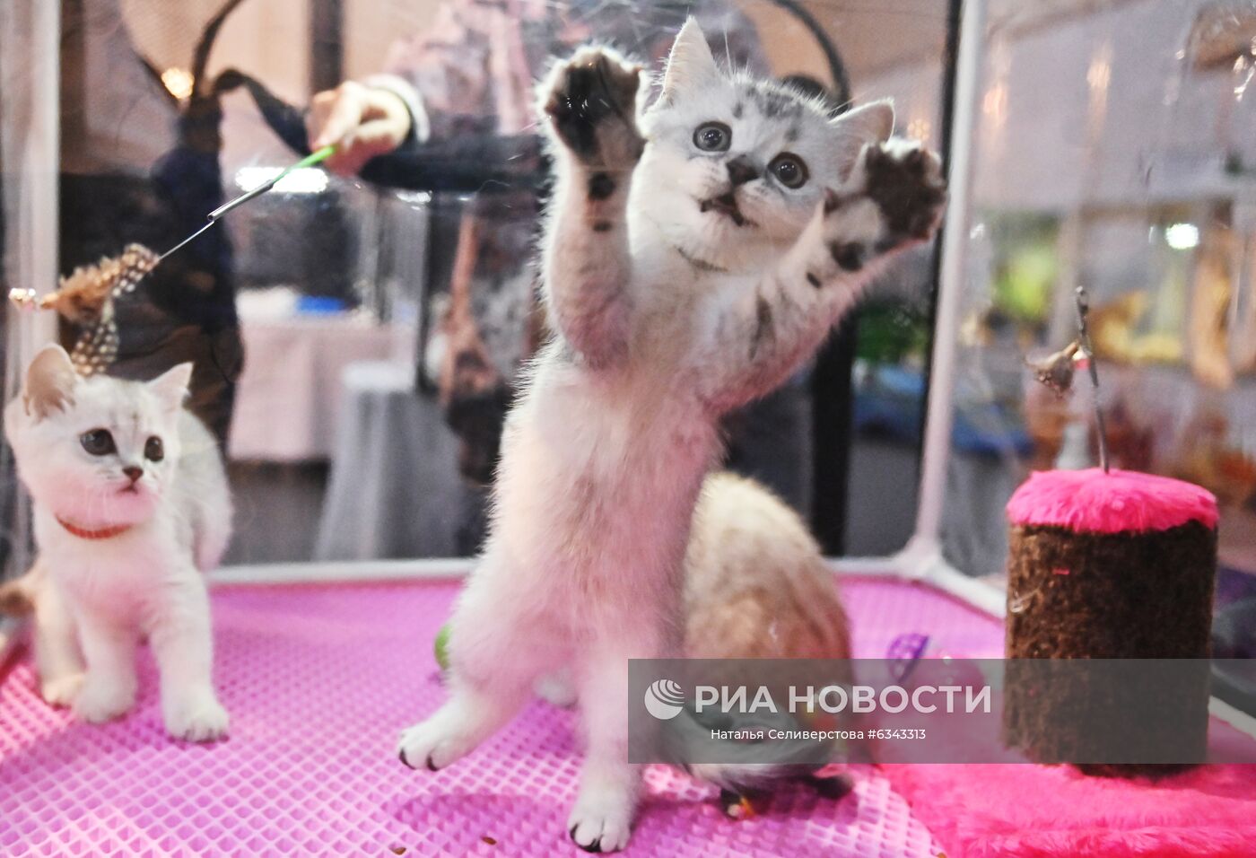 Выставка котят "КоШарики Шоу"
