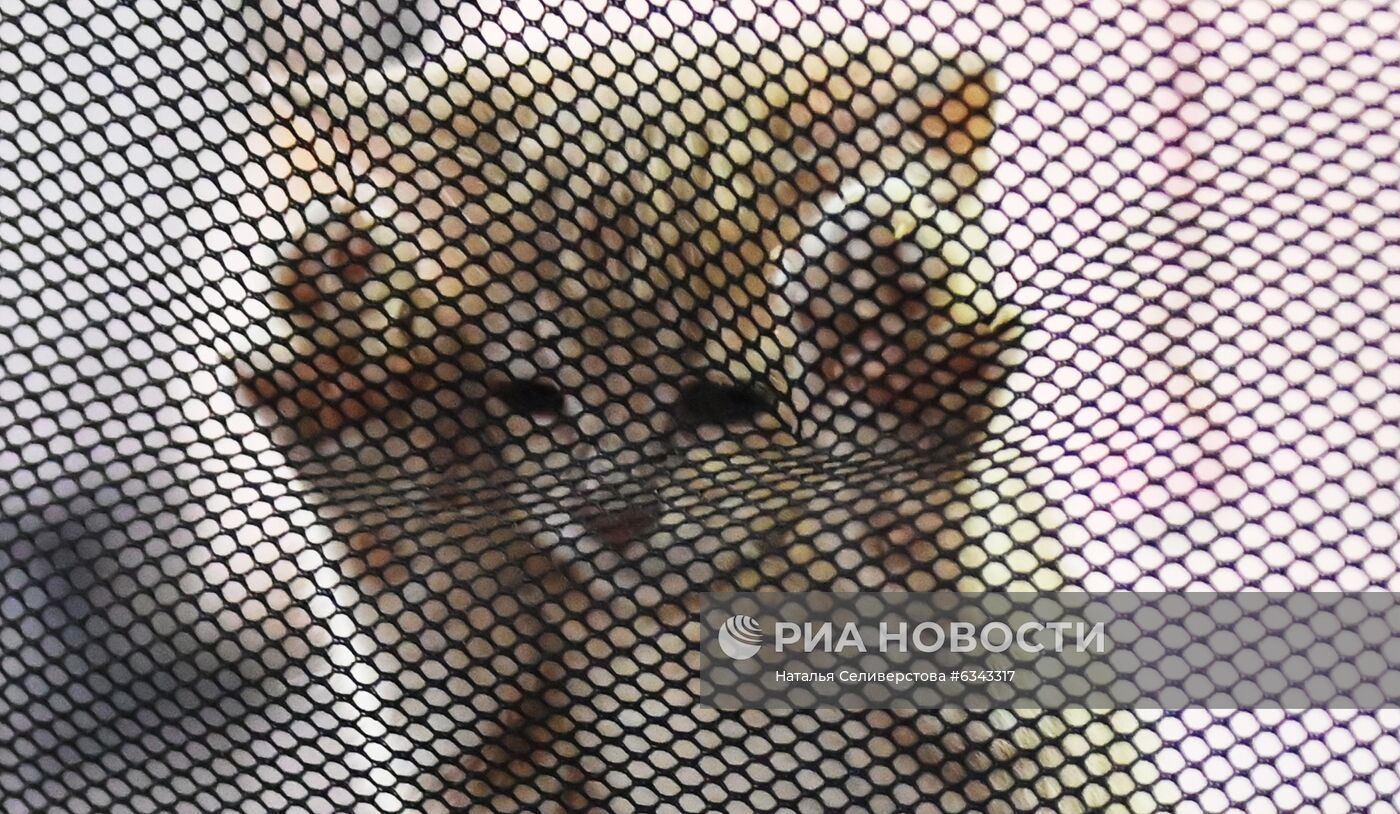Выставка котят "КоШарики Шоу"
