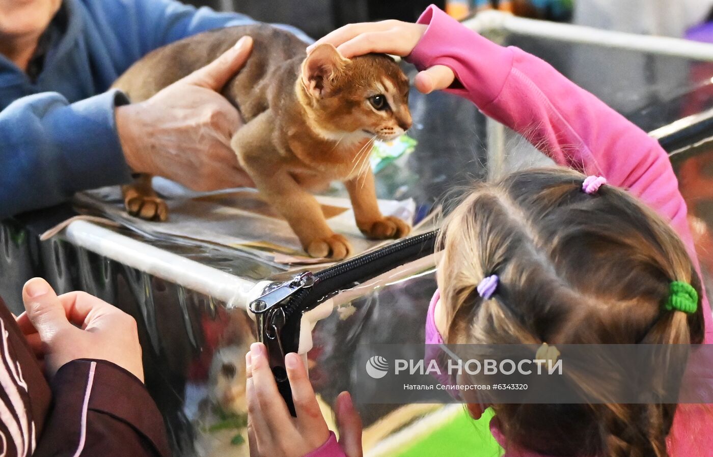 Выставка котят "КоШарики Шоу"