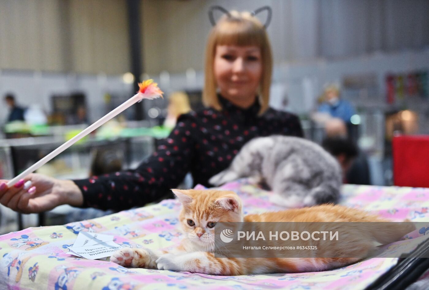 Выставка котят "КоШарики Шоу"