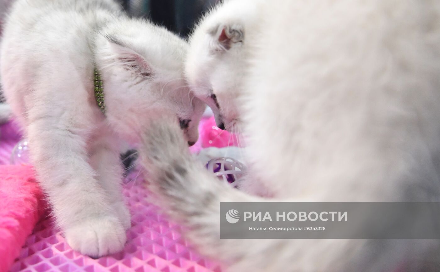 Выставка котят "КоШарики Шоу"
