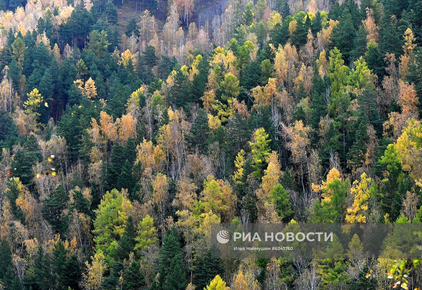 Осень в тайге под Красноярском