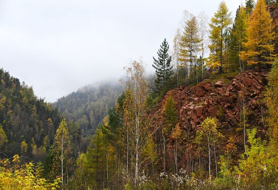 Осень в тайге под Красноярском