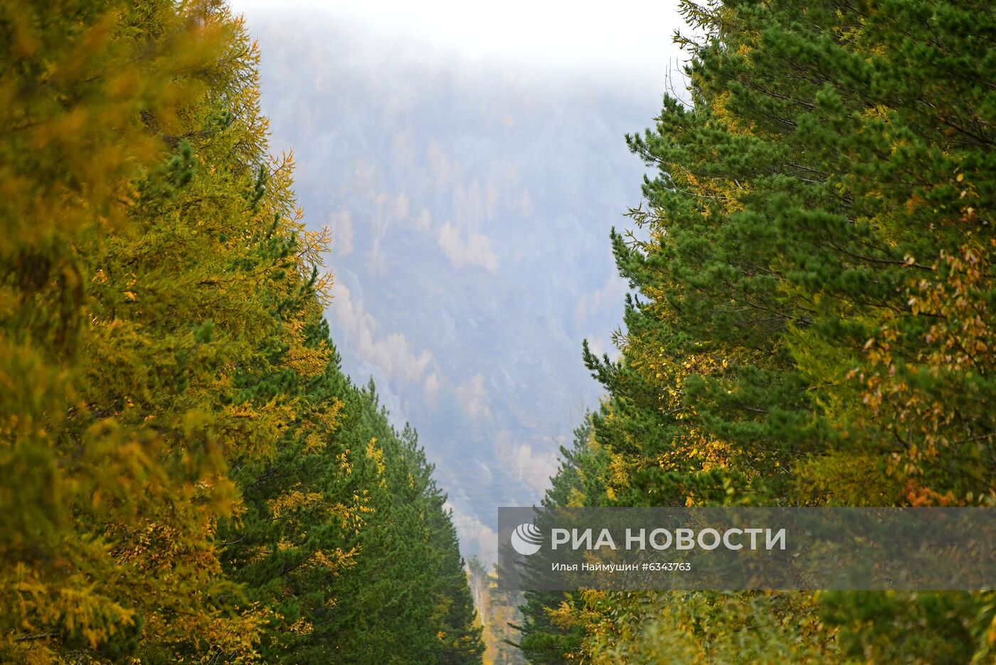 Осень в тайге под Красноярском