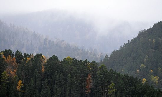 Осень в тайге под Красноярском