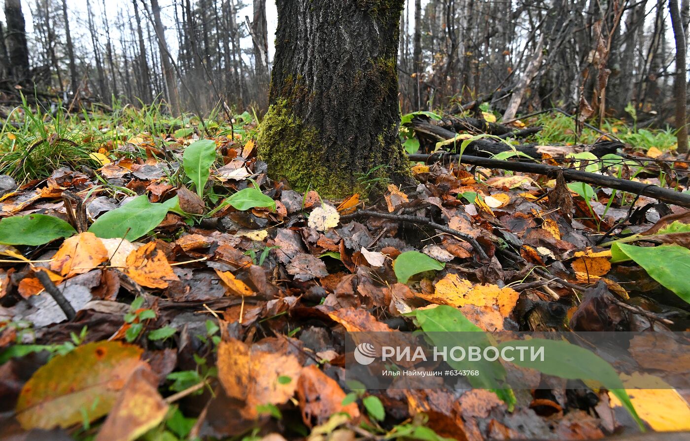 Осень в тайге под Красноярском