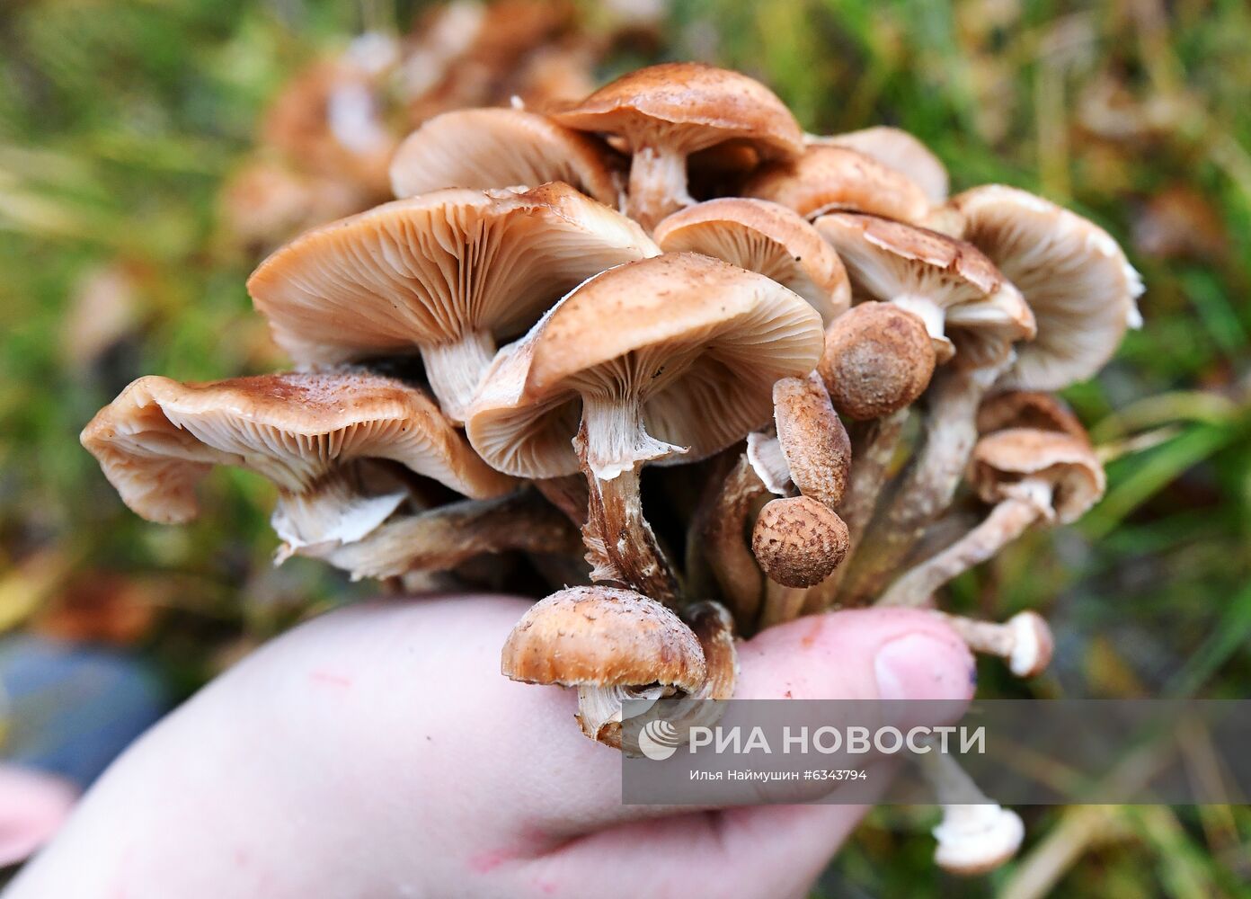 Осень в тайге под Красноярском