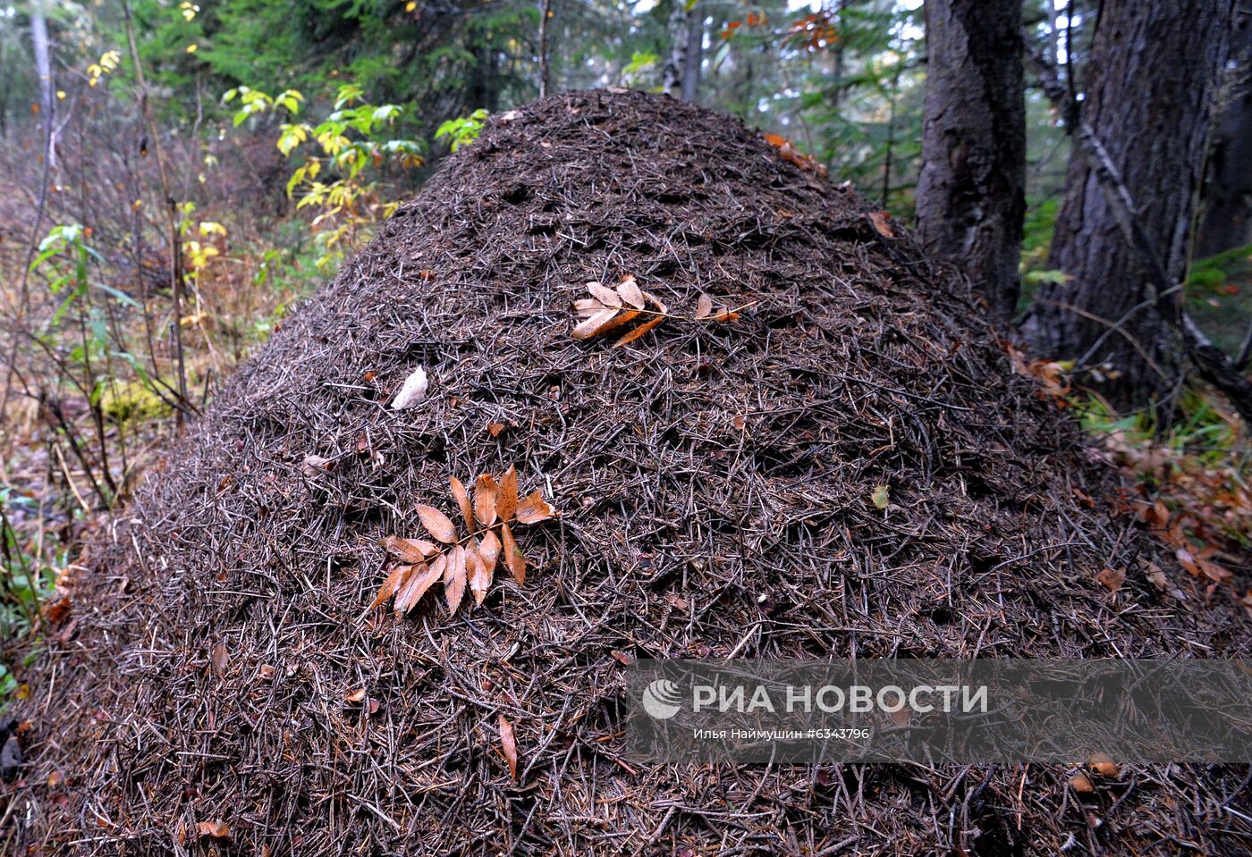 Осень в тайге под Красноярском