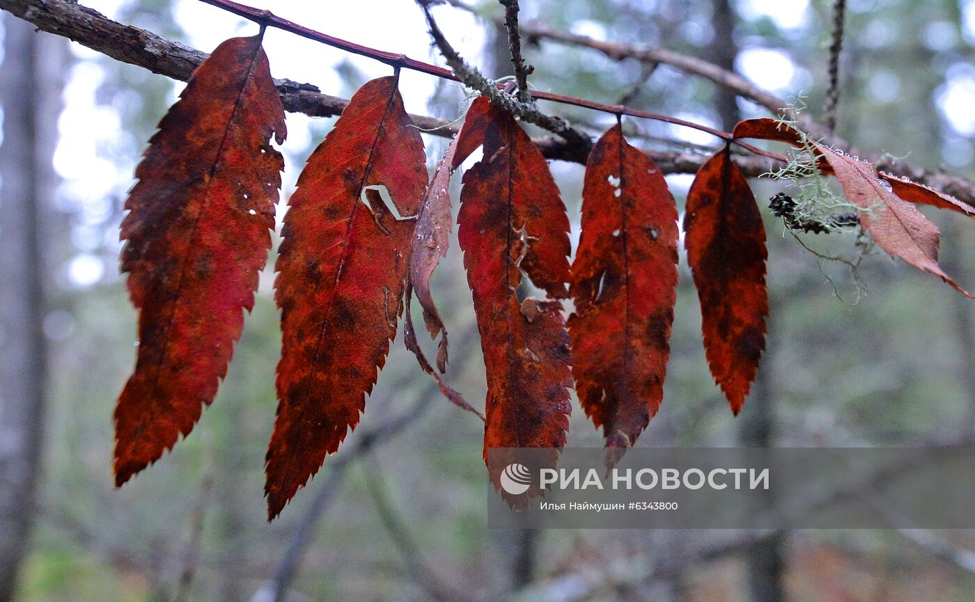 Осень в тайге под Красноярском