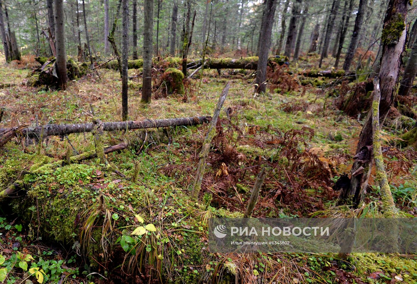 Осень в тайге под Красноярском