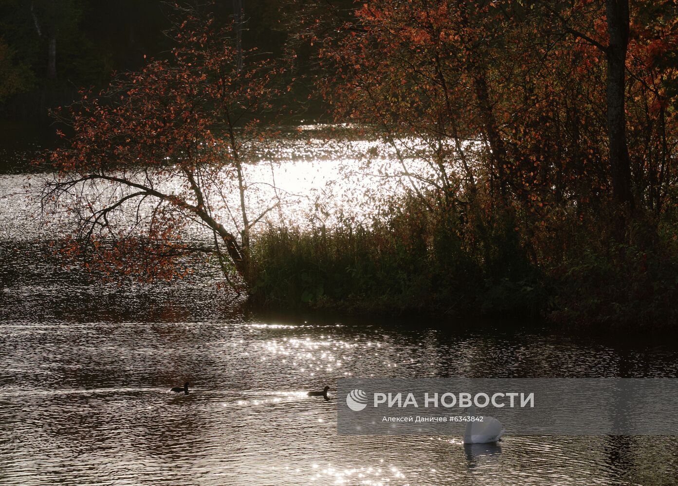Золотая осень в Ленинградской области