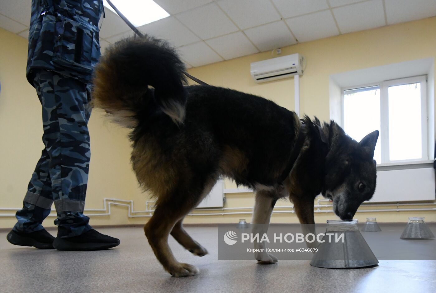 Служебная собака породы шалайка (гибрид шакала и лайки) во время тренировки в кинологическом подразделении авиакомпании "Аэрофлот" в аэропорту Шереметьево по выявлению коронавирусной инфекции у человека. Ученые разработали параметры инактивации коронавируса в пробах от больных радиологическим методом, чтобы максимально сохранить запах биопроб, сделав сам материал безопасным. Сейчас на этих образцах и тренируют служебных собак. Место: Россия, Москва. Автор: Кирилл Каллиников/РИА Новости. Тренировка служебных собак по выявлению новой коронавирусной инфекции