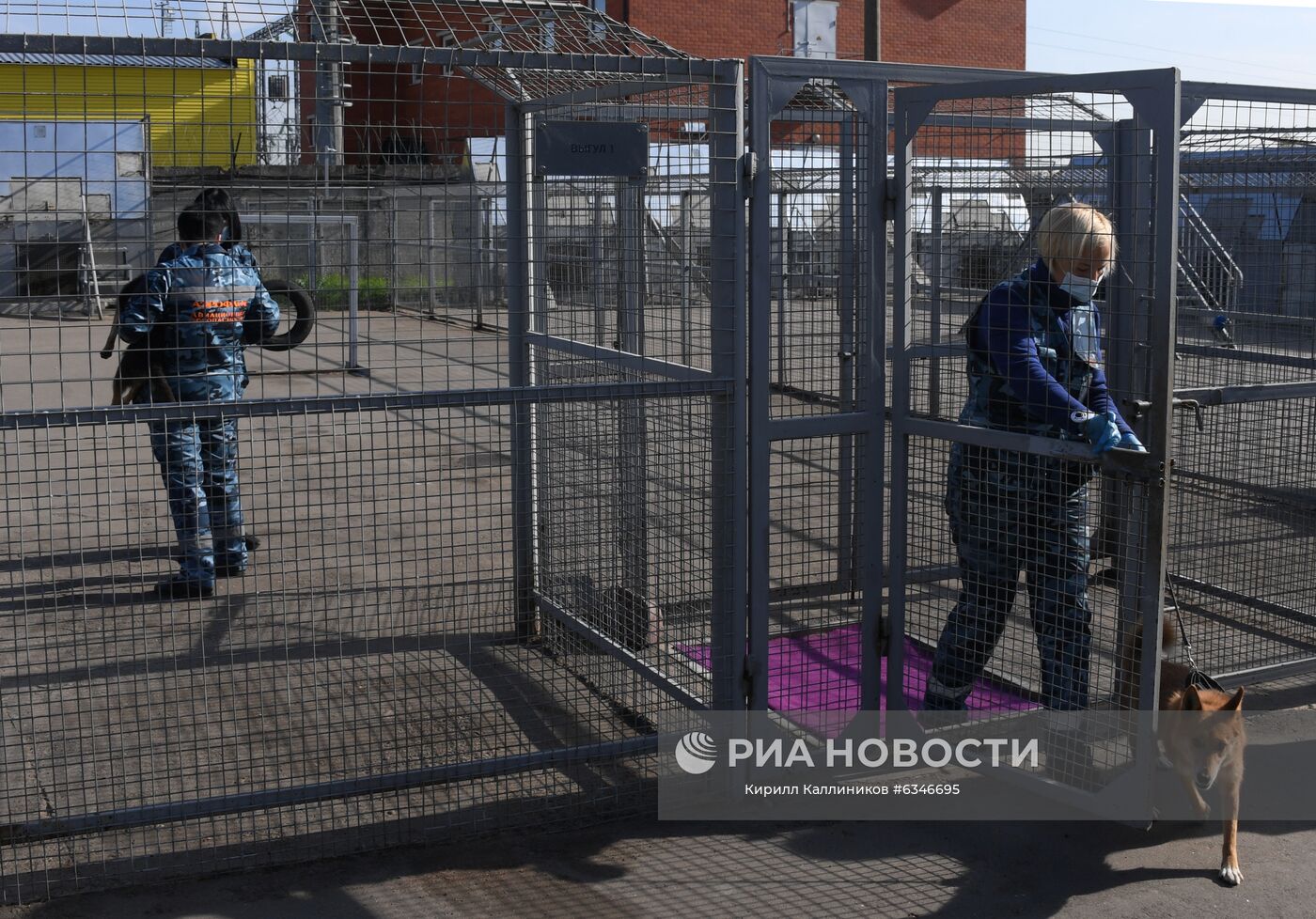 Служебные собаки породы шалайка (гибрид шакала и лайки) в вольере кинологического подразделения авиакомпании "Аэрофлот" в аэропорту Шереметьево. Кинологи начали тренировать собак на выявление коронавирусной инфекции у человека. Ученые разработали параметры инактивации коронавируса в пробах от больных радиологическим методом, чтобы максимально сохранить запах биопроб, сделав сам материал безопасным. Сейчас на этих образцах и тренируют служебных собак. Место: Россия, Москва. Автор: Кирилл Каллиников/РИА Новости. Тренировка служебных собак по выявлению новой коронавирусной инфекции