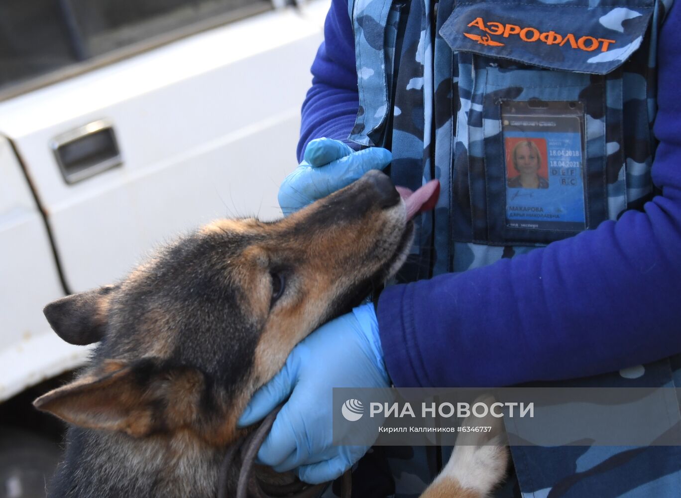 Одна из служебных собак породы шалайка (гибрид шакала и лайки) кинологического подразделения авиакомпании "Аэрофлот" в аэропорту Шереметьево. Кинологи начали тренировать собак на выявление коронавирусной инфекции у человека. Ученые разработали параметры инактивации коронавируса в пробах от больных радиологическим методом, чтобы максимально сохранить запах биопроб, сделав сам материал безопасным. Сейчас на этих образцах и тренируют служебных собак. Место: Россия, Москва. Автор: Кирилл Каллиников/РИА Новости. Тренировка служебных собак по выявлению новой коронавирусной инфекции
