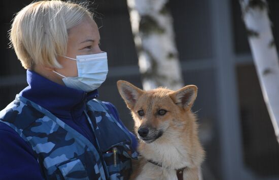 Тренировка служебных собак по выявлению новой коронавирусной инфекции