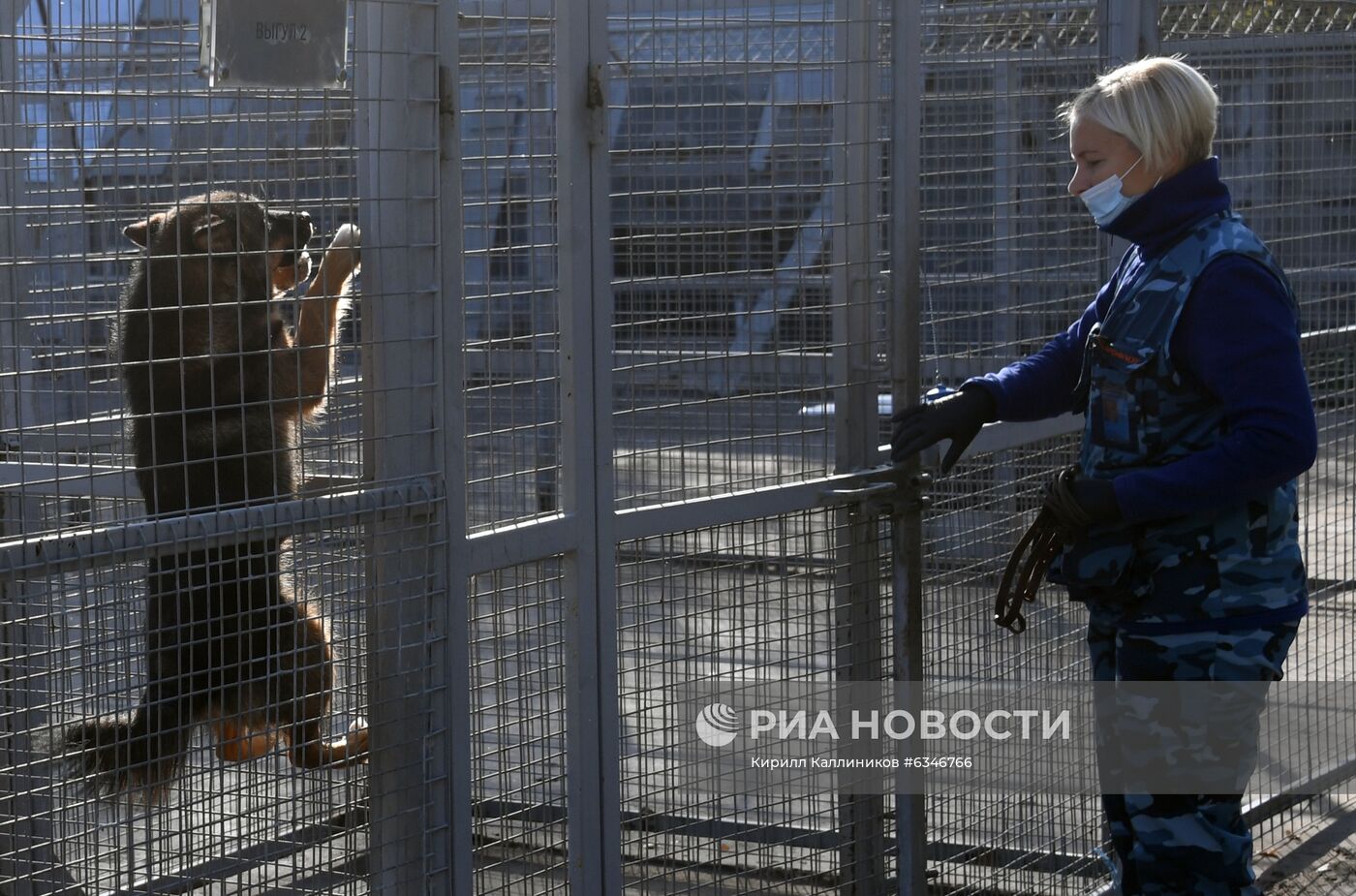 Тренировка служебных собак по выявлению новой коронавирусной инфекции