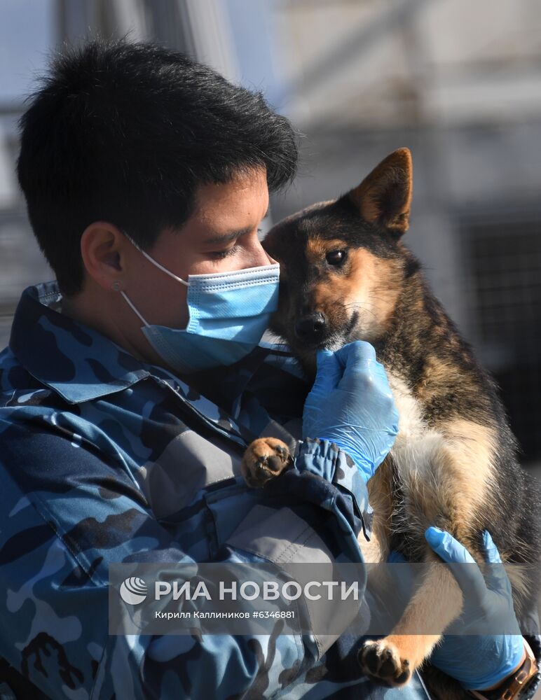 Тренировка служебных собак по выявлению новой коронавирусной инфекции