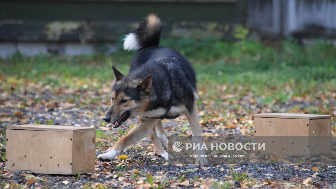 Одна из служебных собак породы шалайка (гибрид шакала и лайки) во время занятий в кинологическом подразделении авиакомпании "Аэрофлот" в аэропорту Шереметьево. Кинологи начали тренировать собак на выявление коронавирусной инфекции у человека. Ученые разработали параметры инактивации коронавируса в пробах от больных радиологическим методом, чтобы максимально сохранить запах биопроб, сделав сам материал безопасным. Сейчас на этих образцах и тренируют служебных собак. Место: Россия, Москва. Автор: Кирилл Каллиников/РИА Новости. Тренировка служебных собак по выявлению новой коронавирусной инфекции