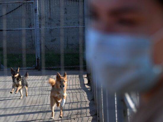 Тренировка служебных собак по выявлению новой коронавирусной инфекции