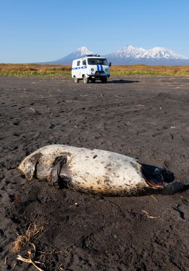 Полиция проверяет информацию о загрязнении воды и гибели морских животных на Камчатке