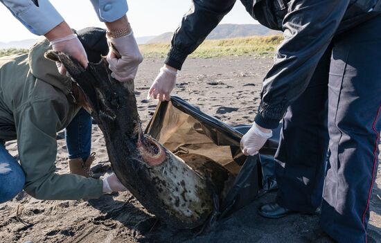 Полиция проверяет информацию о загрязнении воды и гибели морских животных на Камчатке