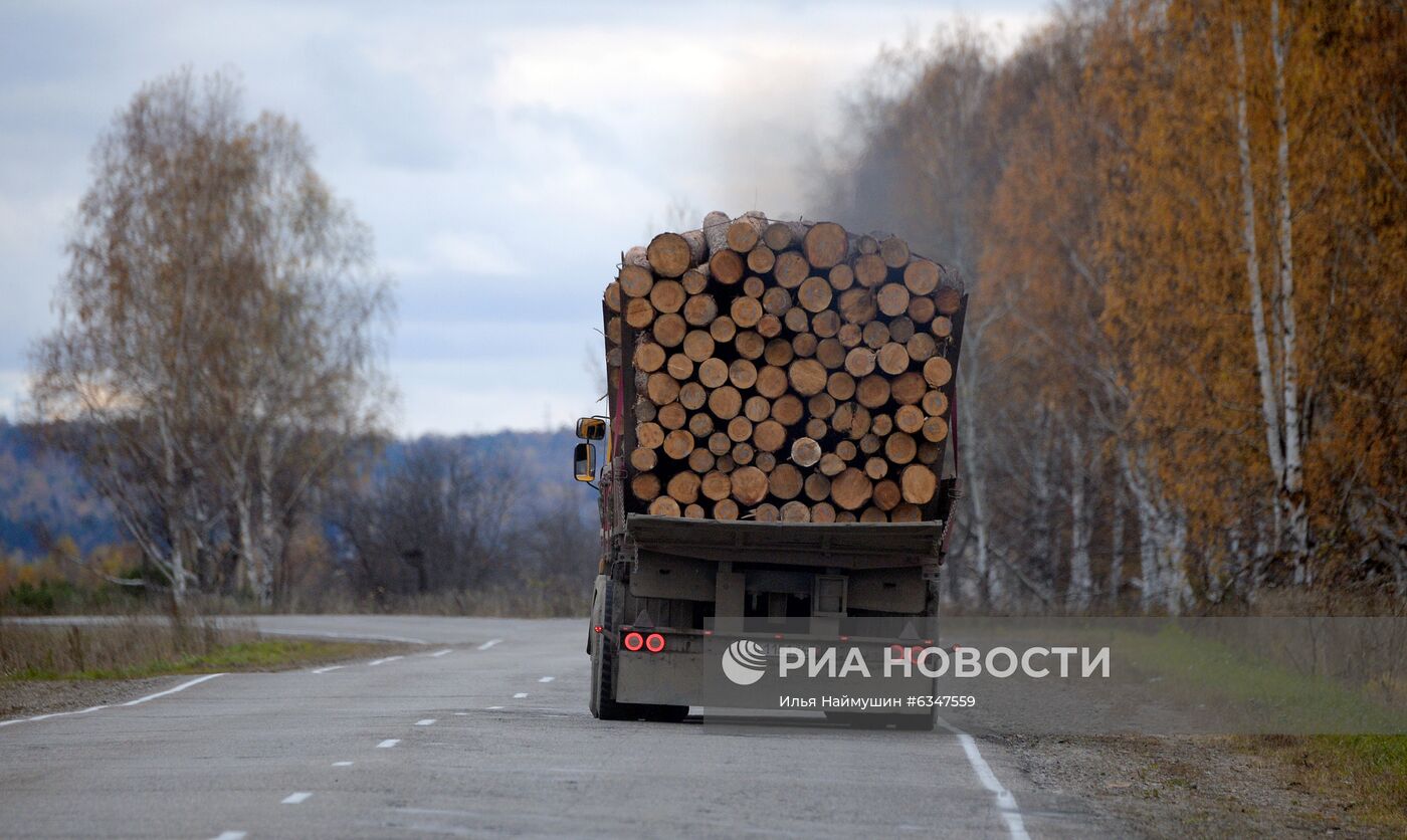 Экспорт необработанного леса из России планируется запретить