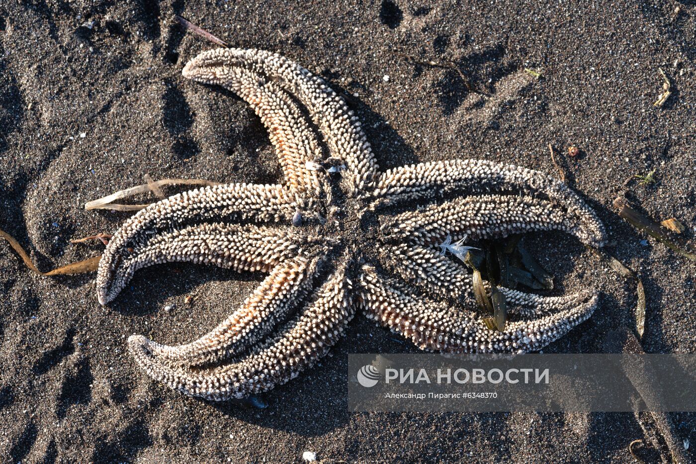 Рейд по берегу Авачинского залива на Камчатке