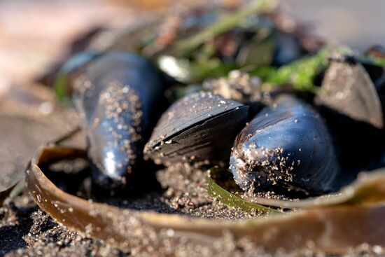 Рейд по берегу Авачинского залива на Камчатке