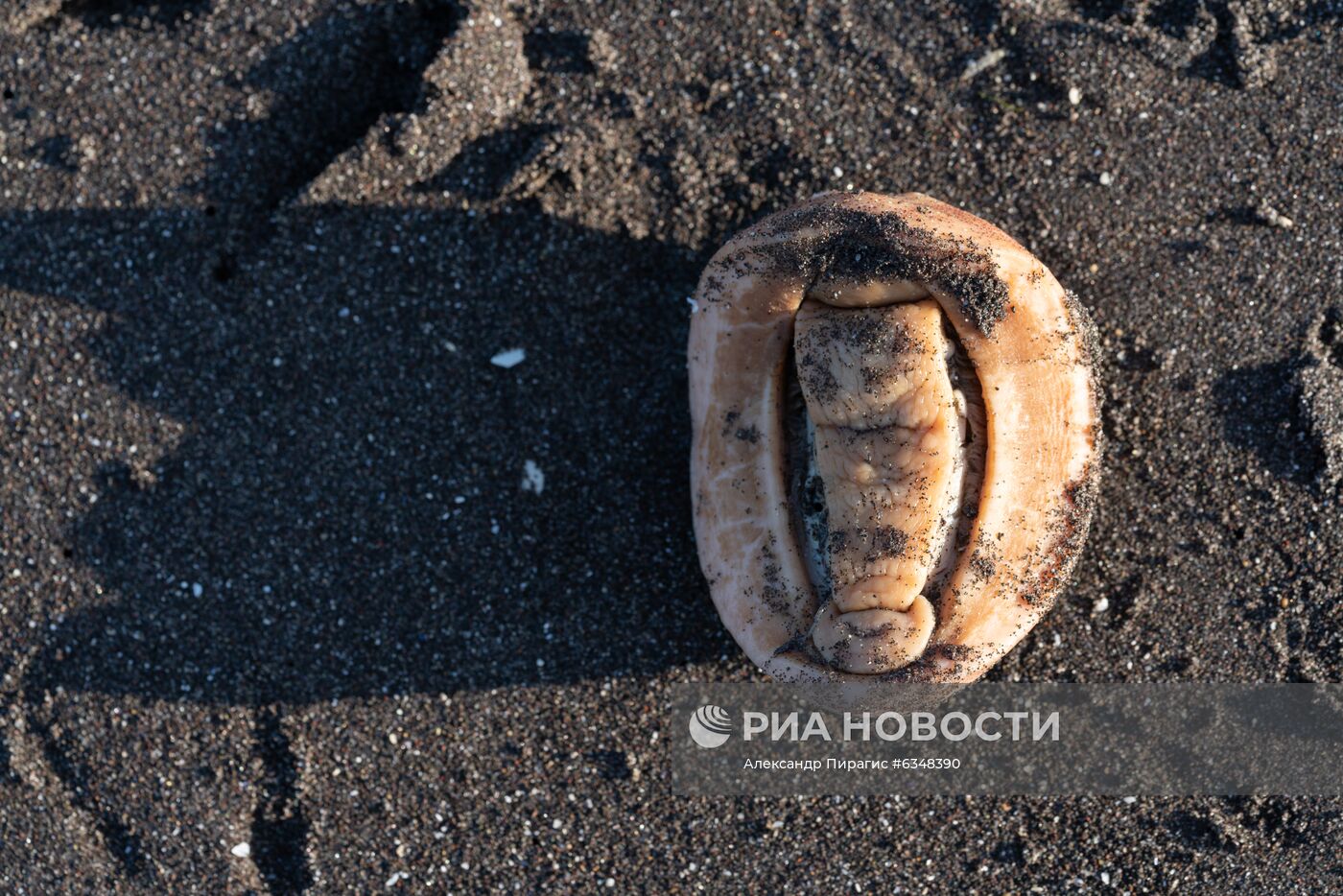 Рейд по берегу Авачинского залива на Камчатке