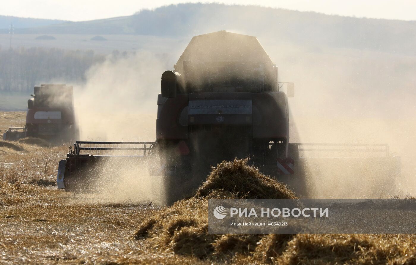 Уборка урожая зерновых в Красноярском крае