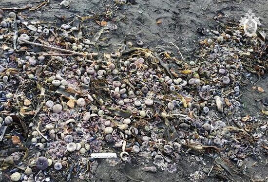 СК России устанавливает обстоятельства загрязнения акватории Авачинского залива