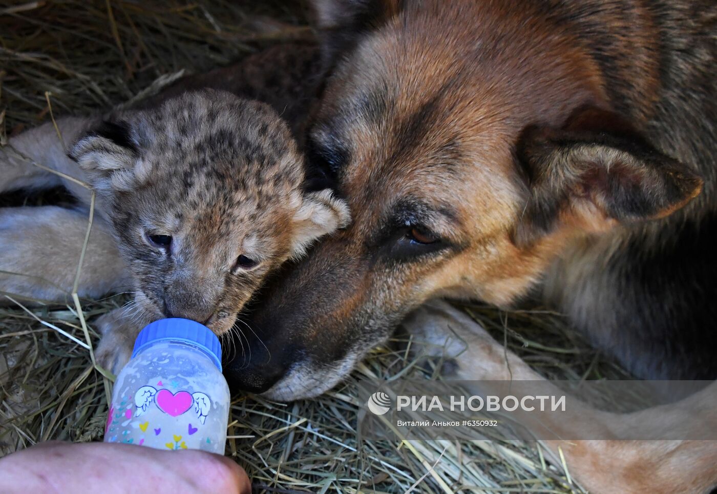 В Приморье немецкая овчарка выкармливает двух львят, которых бросила мать