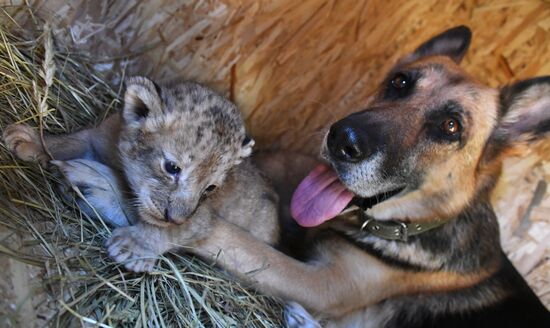 В Приморье немецкая овчарка выкармливает двух львят, которых бросила мать