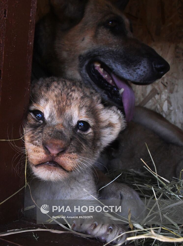 В Приморье немецкая овчарка выкармливает двух львят, которых бросила мать