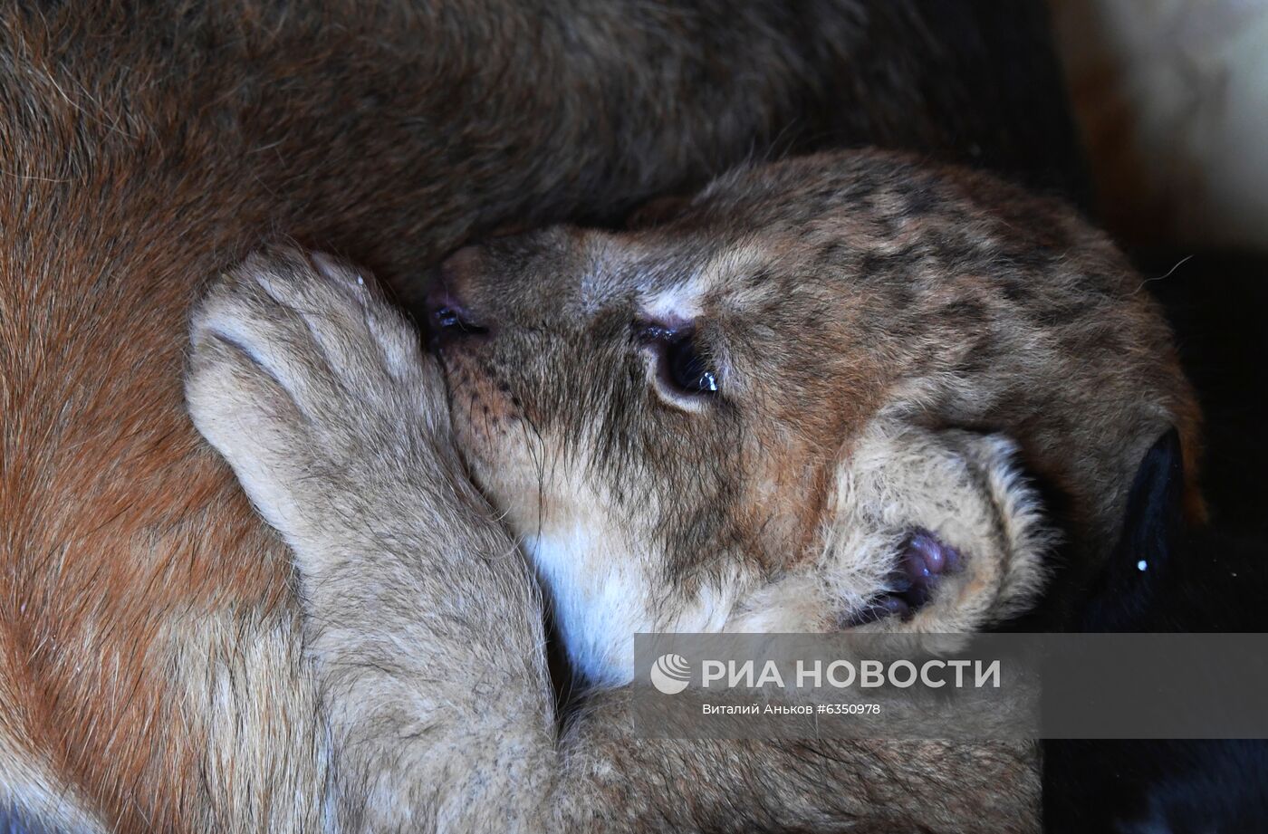 В Приморье немецкая овчарка выкармливает двух львят, которых бросила мать