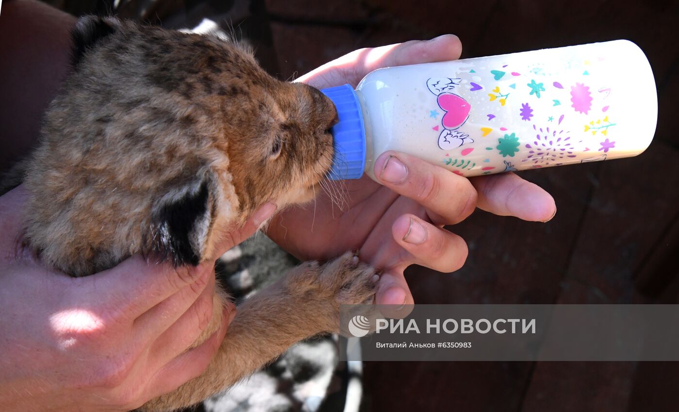 В Приморье немецкая овчарка выкармливает двух львят, которых бросила мать