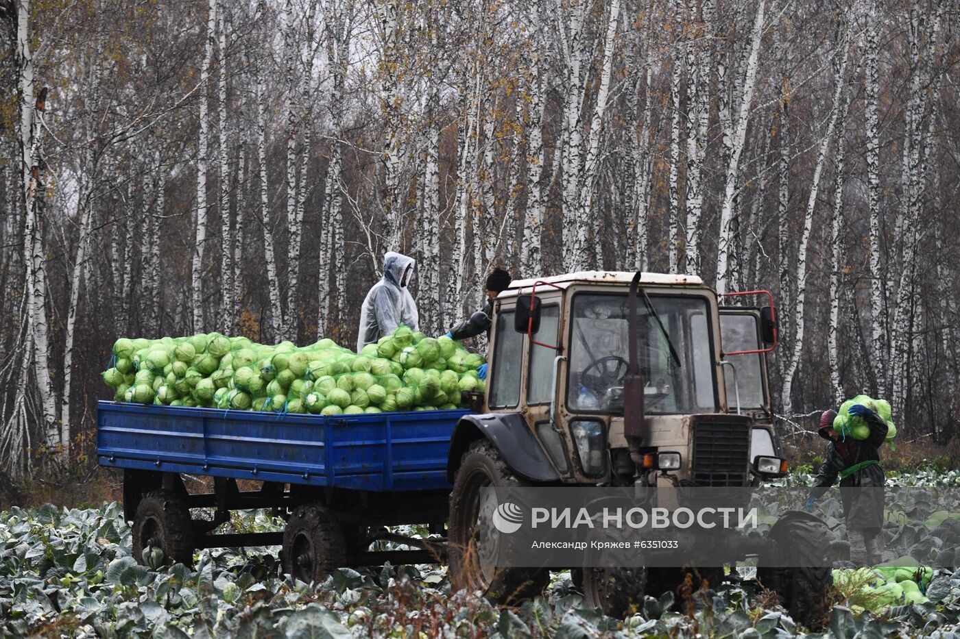 Уборка овощей в Новосибирской области