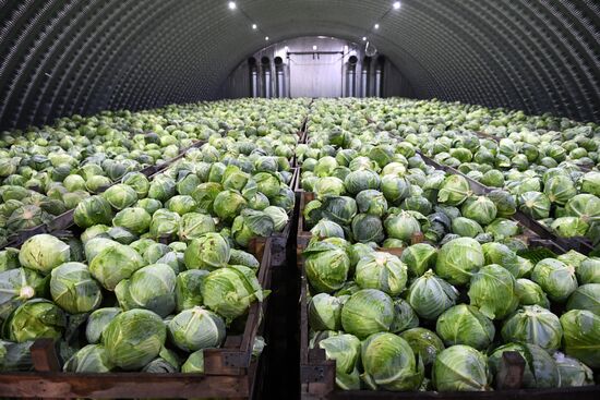 Уборка овощей в Новосибирской области