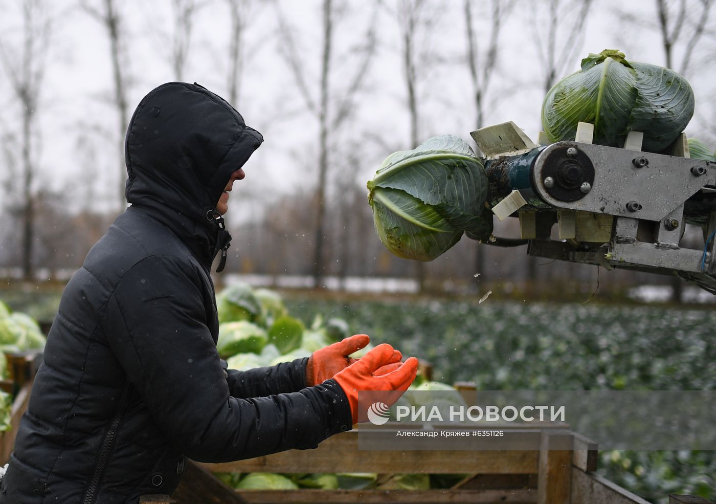 Уборка овощей в Новосибирской области