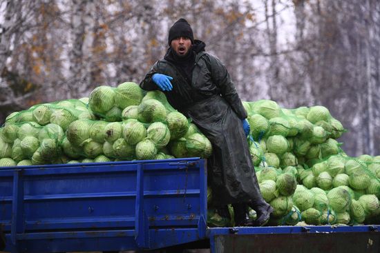 Уборка овощей в Новосибирской области