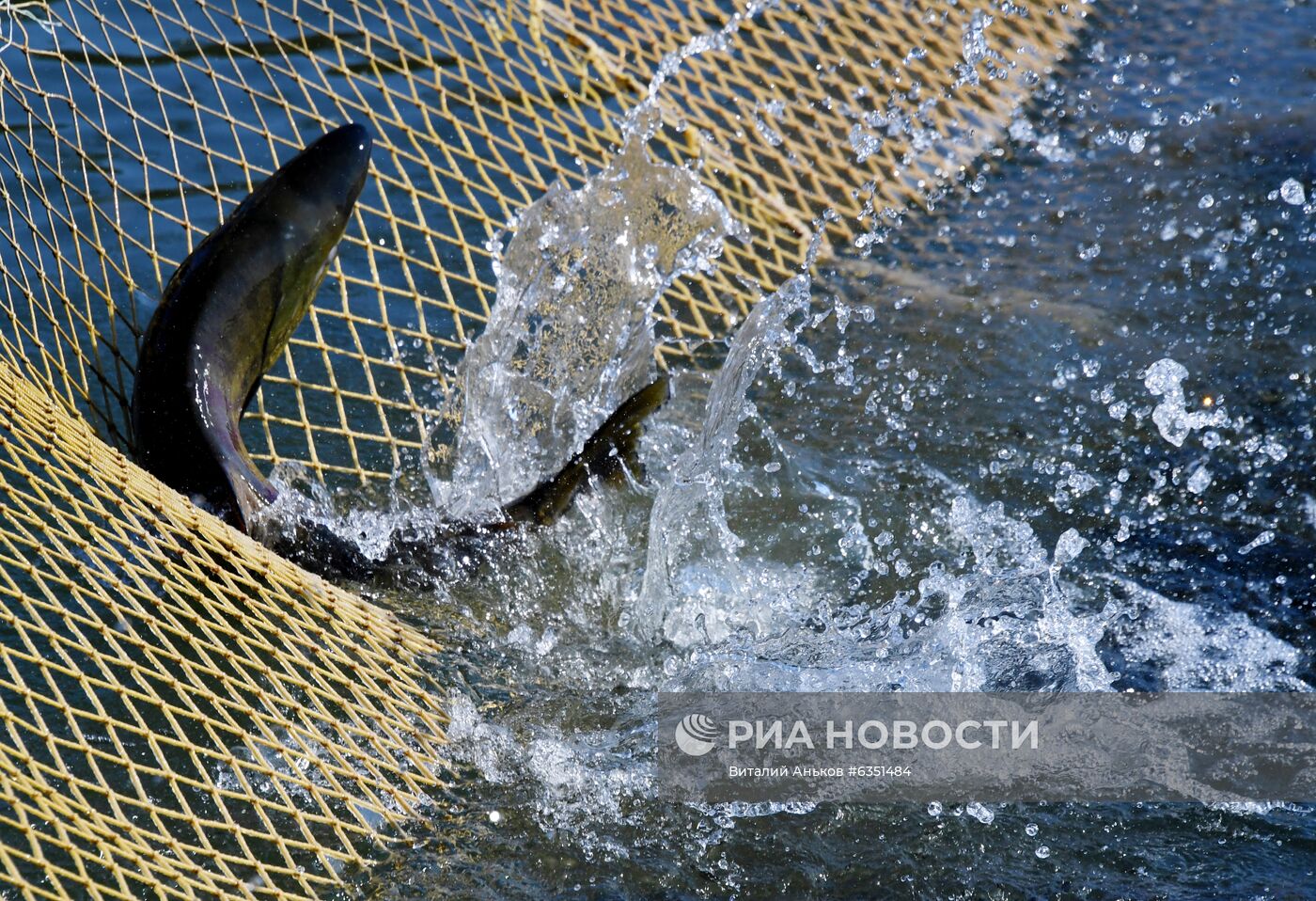 Барабашевский лососевый рыбоводный завод