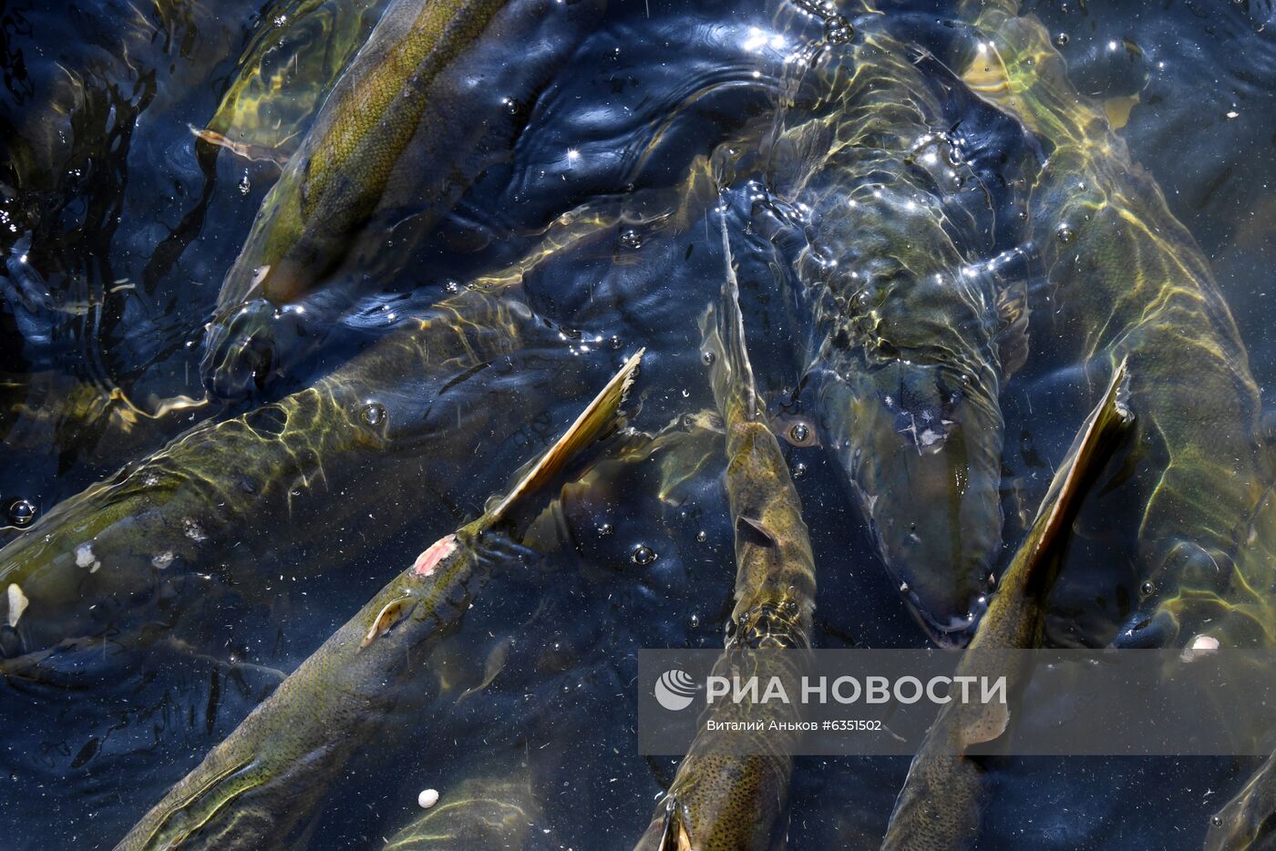 Барабашевский лососевый рыбоводный завод